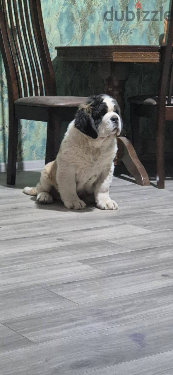 Saint Bernard Puppy Female For Sale - From Europe 0