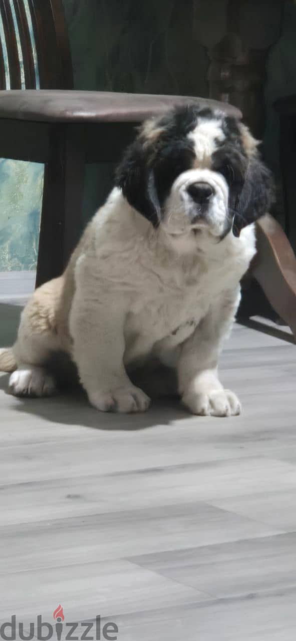 Saint Bernard Puppy Female For Sale - From Europe 1