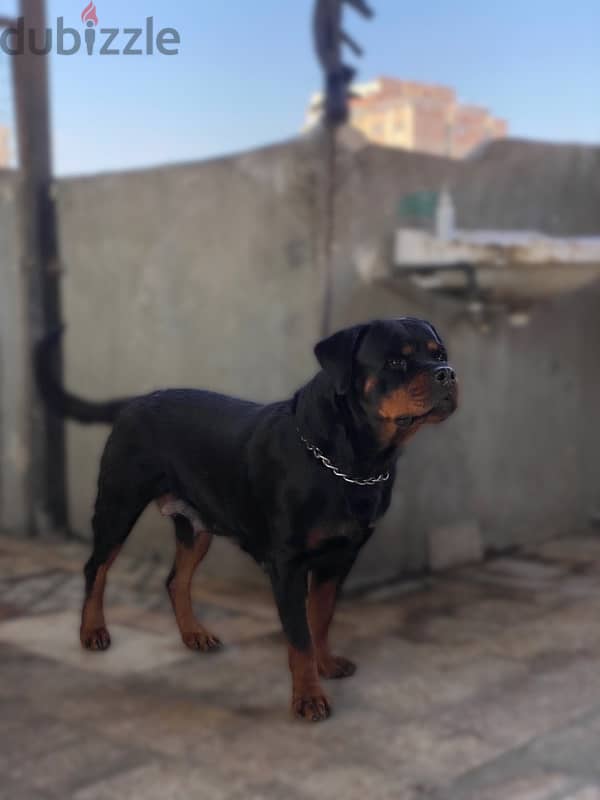 نتايه روت / Rottweiler 0