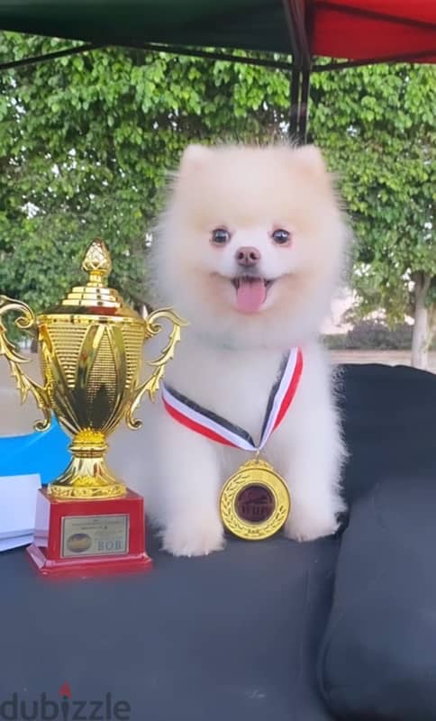 Pomeranian للجواز فقط 1