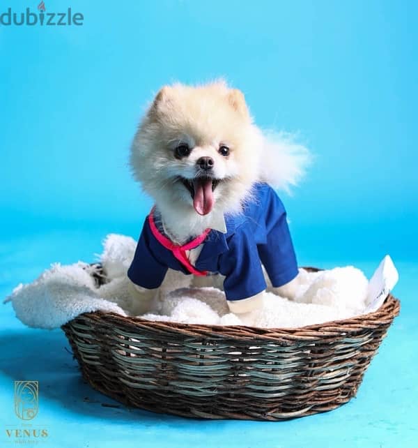 Pomeranian للجواز فقط 2