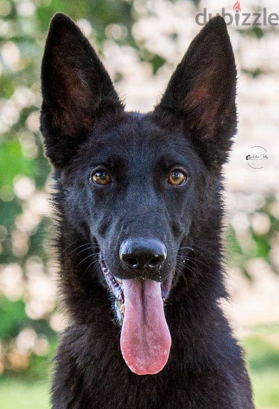 German shepherd work line جيرمن ورك لاين 1