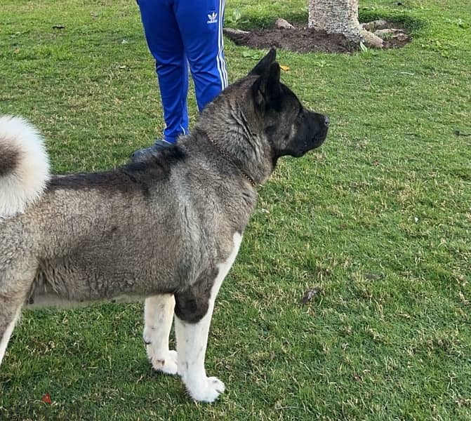 American akita 4