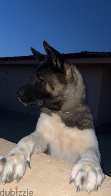 American akita 0