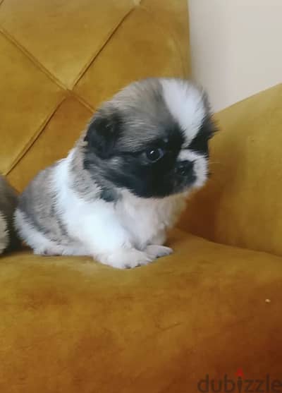 puppies pekingese