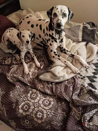 Dalmatian puppies