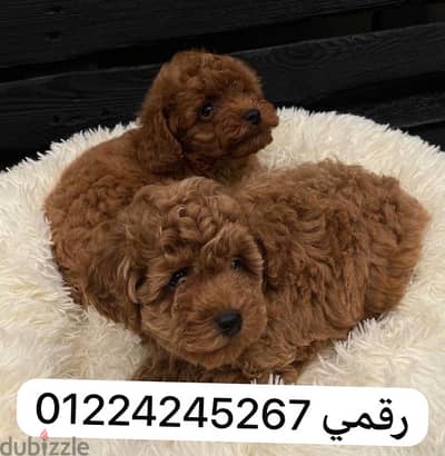 toy poodle 45  days