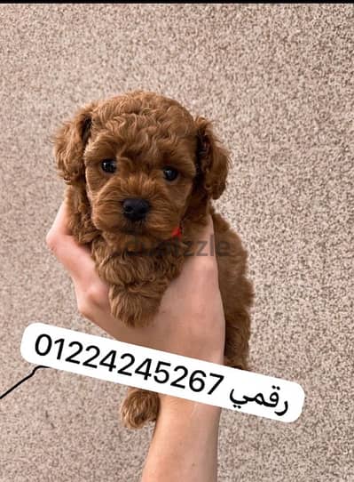 بودل poodle toy