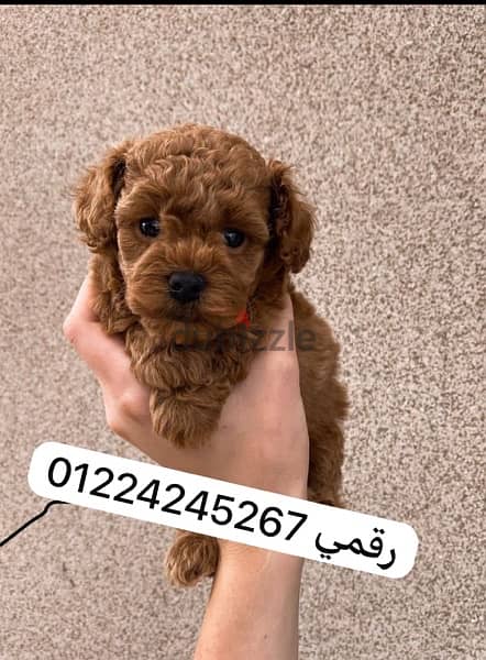 بودل poodle toy 0