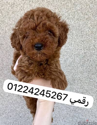 toy_poodle