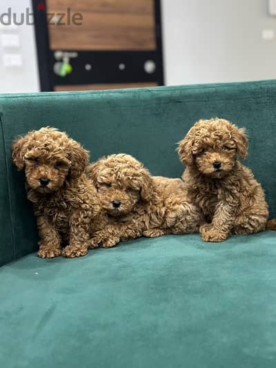 poodle بودل toy poodle toypoodle