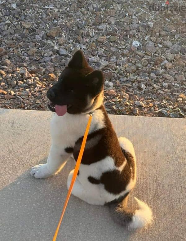 Female american akita 0