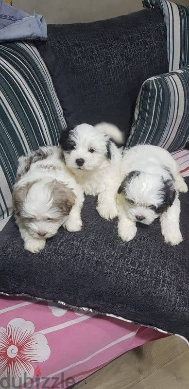 shitzu puppies جراوي شيتزوا