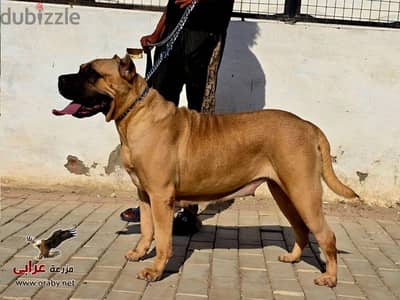 برسيا كناريو presa canario