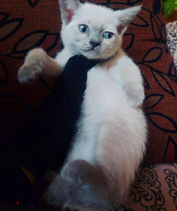 Blue point Mekong bobtail siamese سيامي سيامى 1