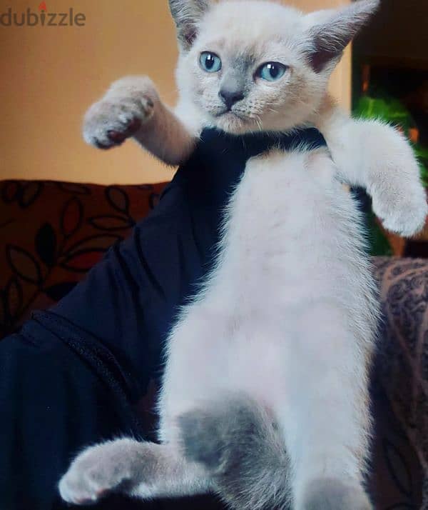 Blue point Mekong bobtail siamese سيامي سيامى 2