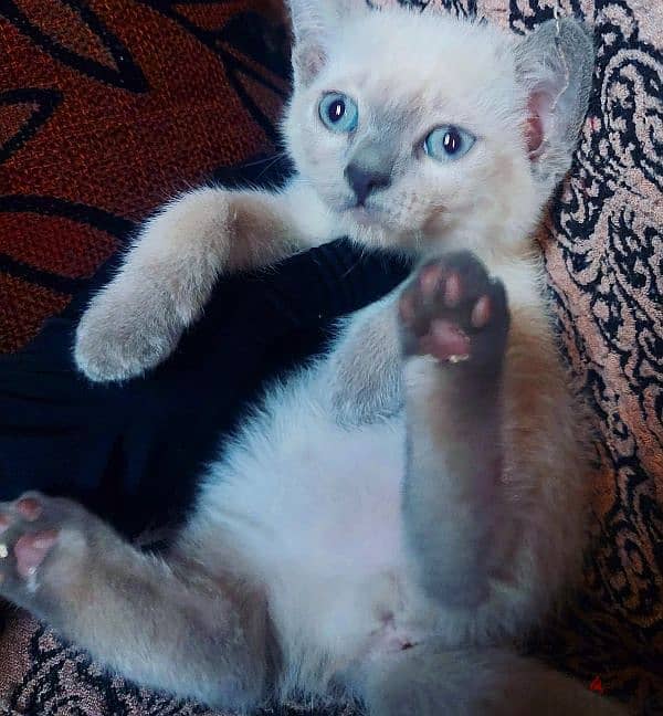 Blue point Mekong bobtail siamese سيامي سيامى 4