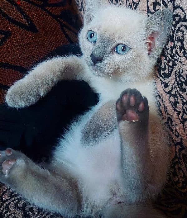 Blue point Mekong bobtail siamese سيامي سيامى 5