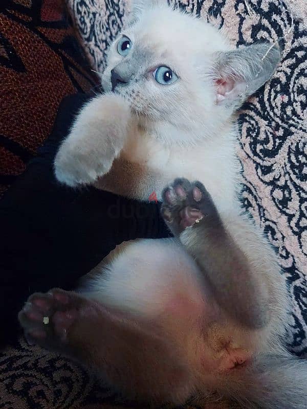 Blue point Mekong bobtail siamese سيامي سيامى 7