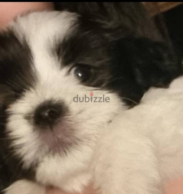 puppy shih tzu 0