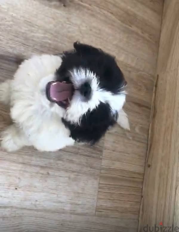 puppy shih tzu 1