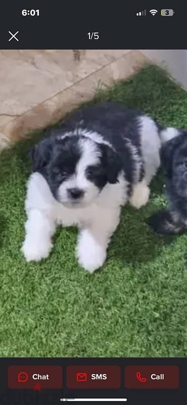 puppy shih tzu 2