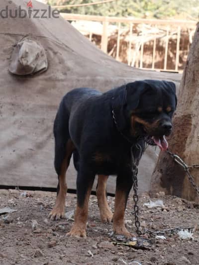 ROTTWEILER