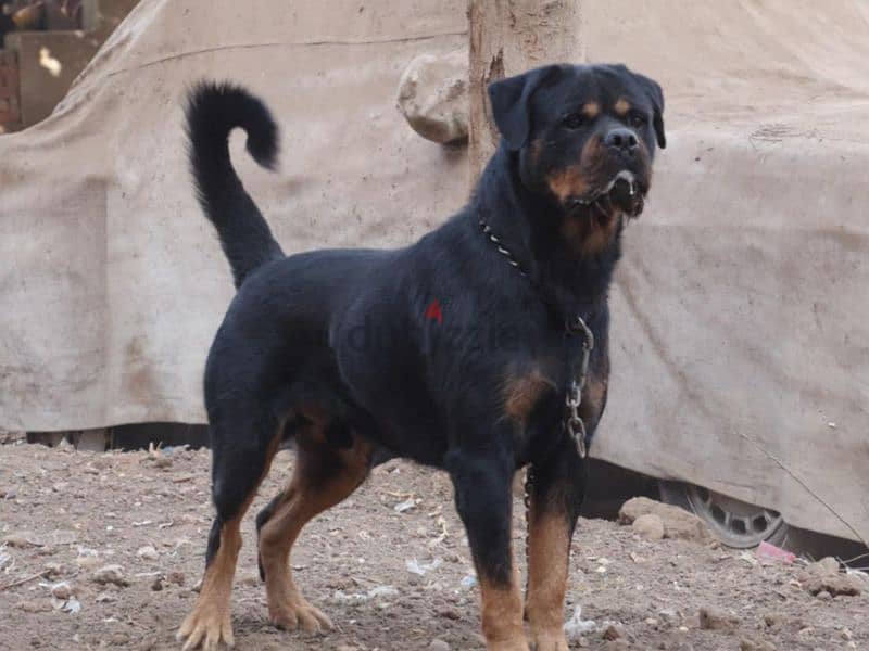 ROTTWEILER 4