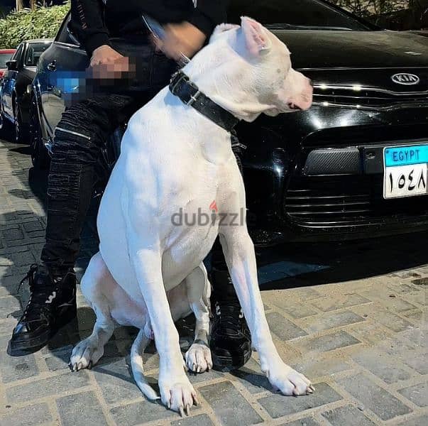 For sale the strongest Argentine Dogo in the Arab world 2