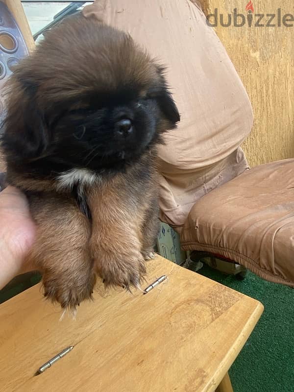 pekenese female puppy بيكينوا جرو بنت 2