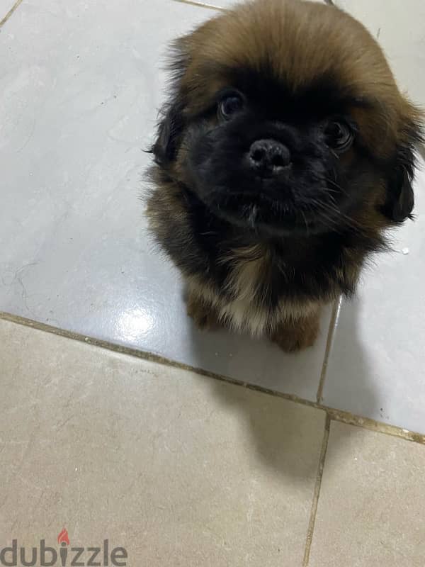 pekenese female puppy بيكينوا جرو بنت 3