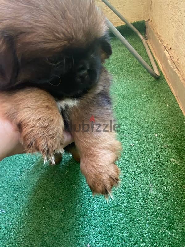 pekenese female puppy بيكينوا جرو بنت 4