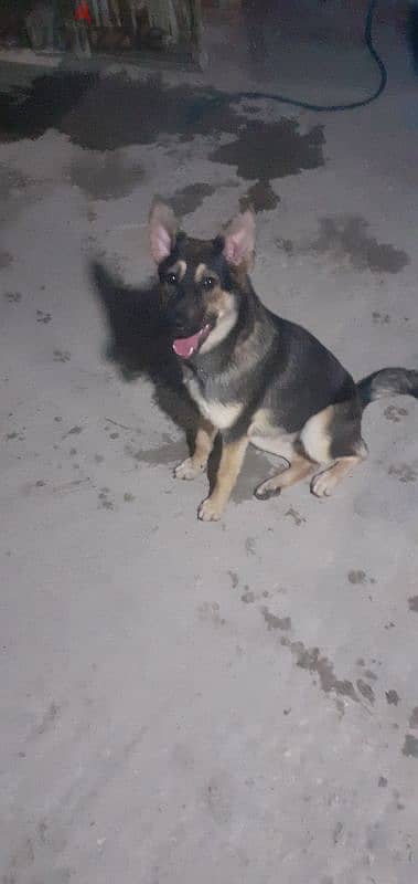 German Shepherd Female 1