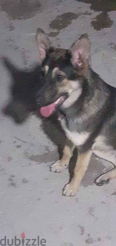 German Shepherd Female 2