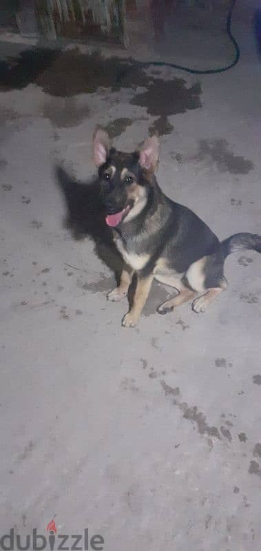 German Shepherd Female 3