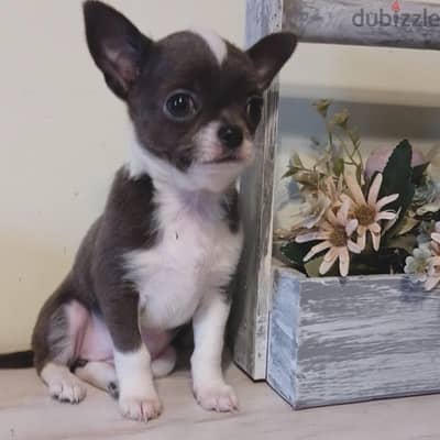 Chihuahua Dog Female For Sale With All Documents