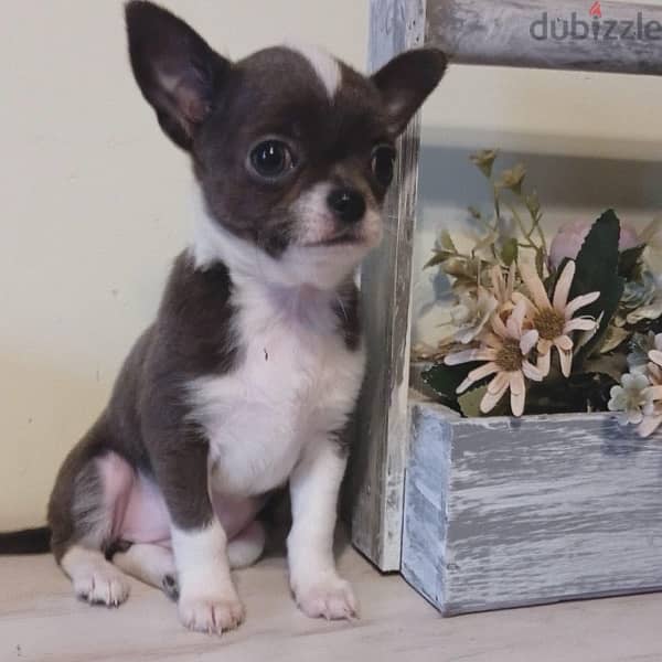 Chihuahua Dog Female For Sale With All Documents 0