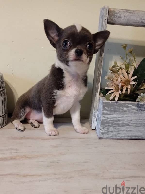 Chihuahua Dog Female For Sale With All Documents 1