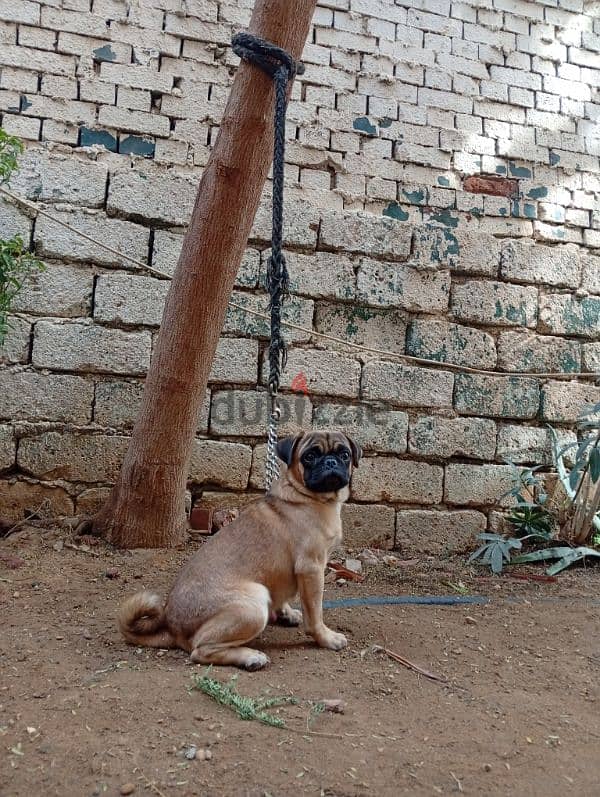 pug mini 11 months vaccinated all vaccine ميني بج 11 شهر 2