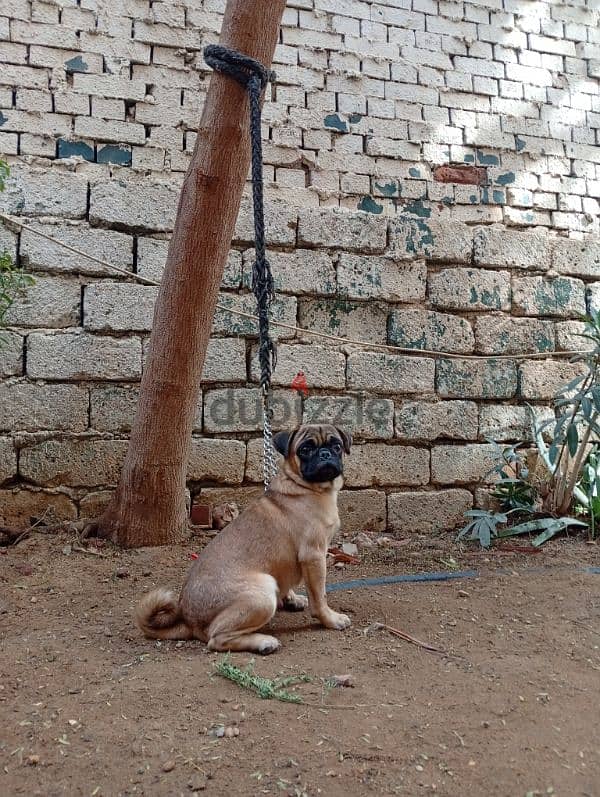 pug mini 11 months vaccinated all vaccine ميني بج 11 شهر 3