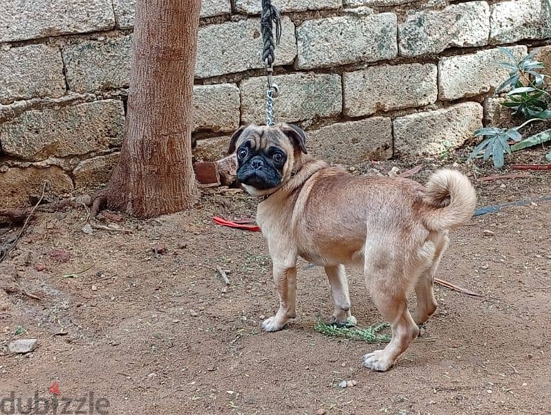 pug mini 11 months vaccinated all vaccine ميني بج 11 شهر 0