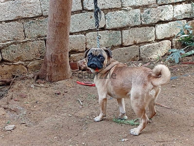 pug mini 11 months vaccinated all vaccine ميني بج 11 شهر 5