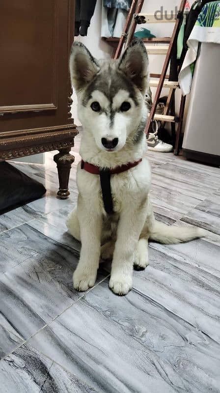 Alaska malamute 0