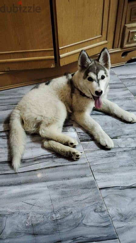 Alaska malamute 1