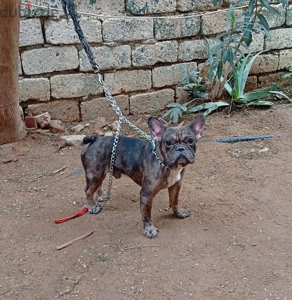 french bulldog male fully vaccinated فرنش بولدوج سنه ونص 1