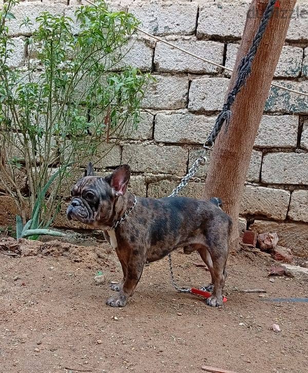 french bulldog male fully vaccinated فرنش بولدوج سنه ونص 2