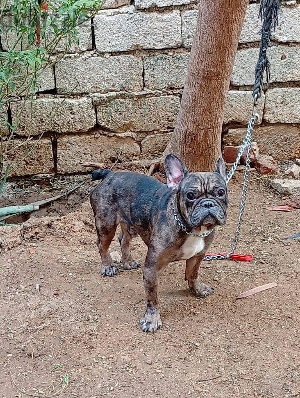 french bulldog male fully vaccinated فرنش بولدوج سنه ونص 0