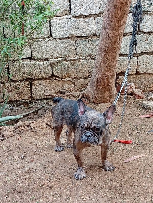 french bulldog male fully vaccinated فرنش بولدوج سنه ونص 3