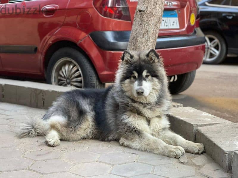 giant Alaskan malamute 0