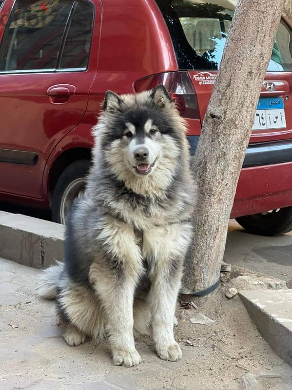 giant Alaskan malamute 1